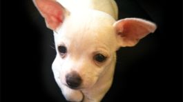PACCHETTO SPECIALE “CANI” | 20.07. - 24.08.13